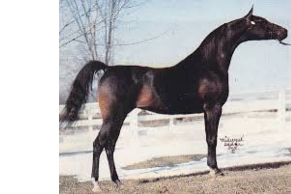 NH Love Potion Arabian mare