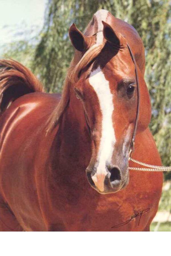 Padron Arabian stallion