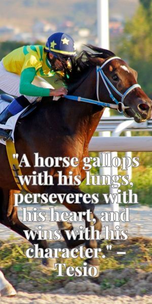 uplifting inspirational horse quotes race horse