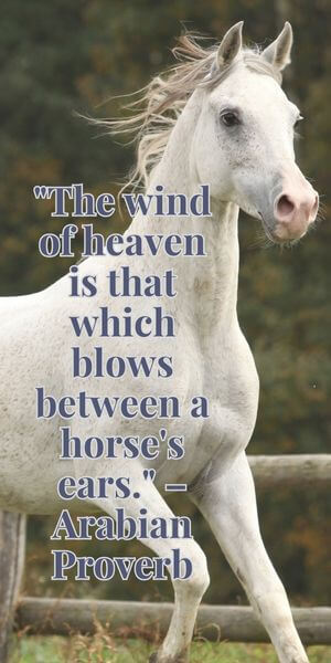 white horse running with a quote “The wind of heaven is that which blows between a horse's ears.” – Arabian Proverb