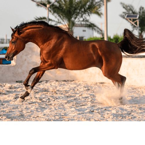 arabian horse running in pen