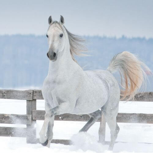 Arabian horse running in snow