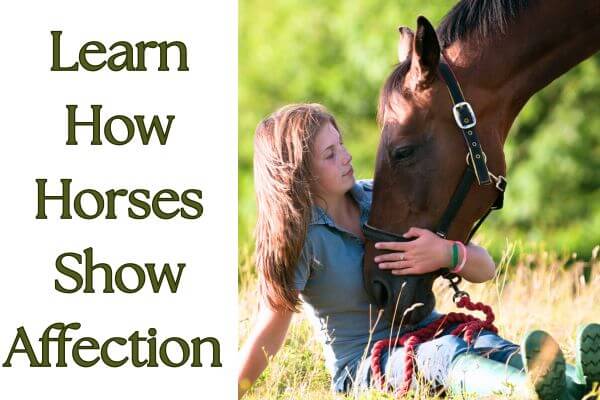 girl sitting in grass holding a horse's head. Learn how do horses show affection to humans