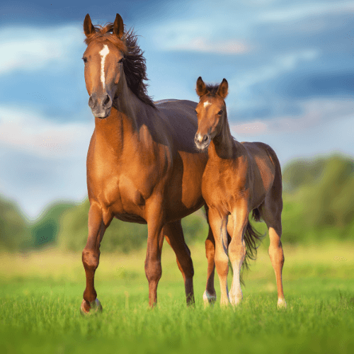 a mare and foal