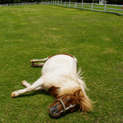 sleeping horse