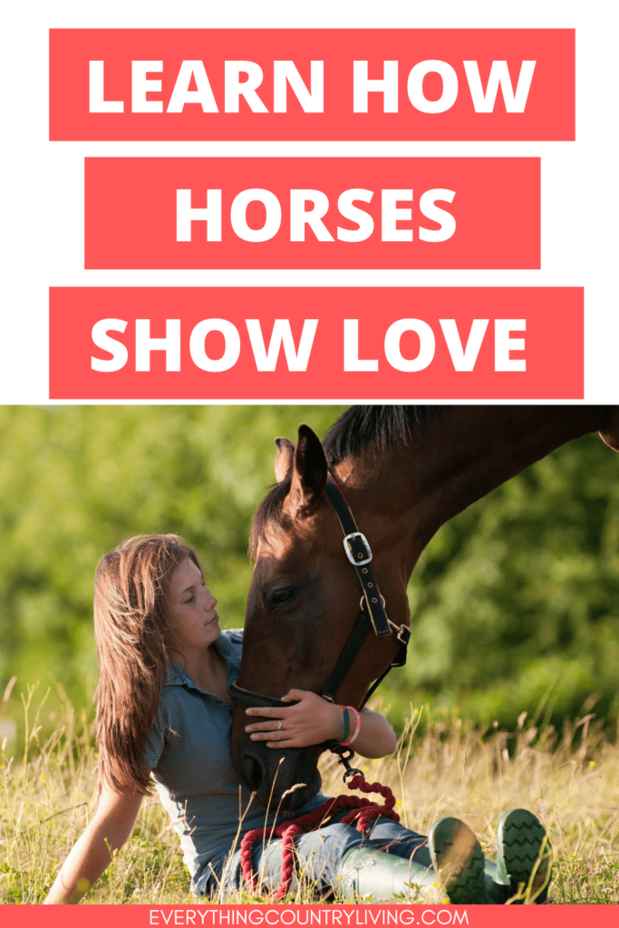 how horses show affection to humans GIRL PETTING A HORSE