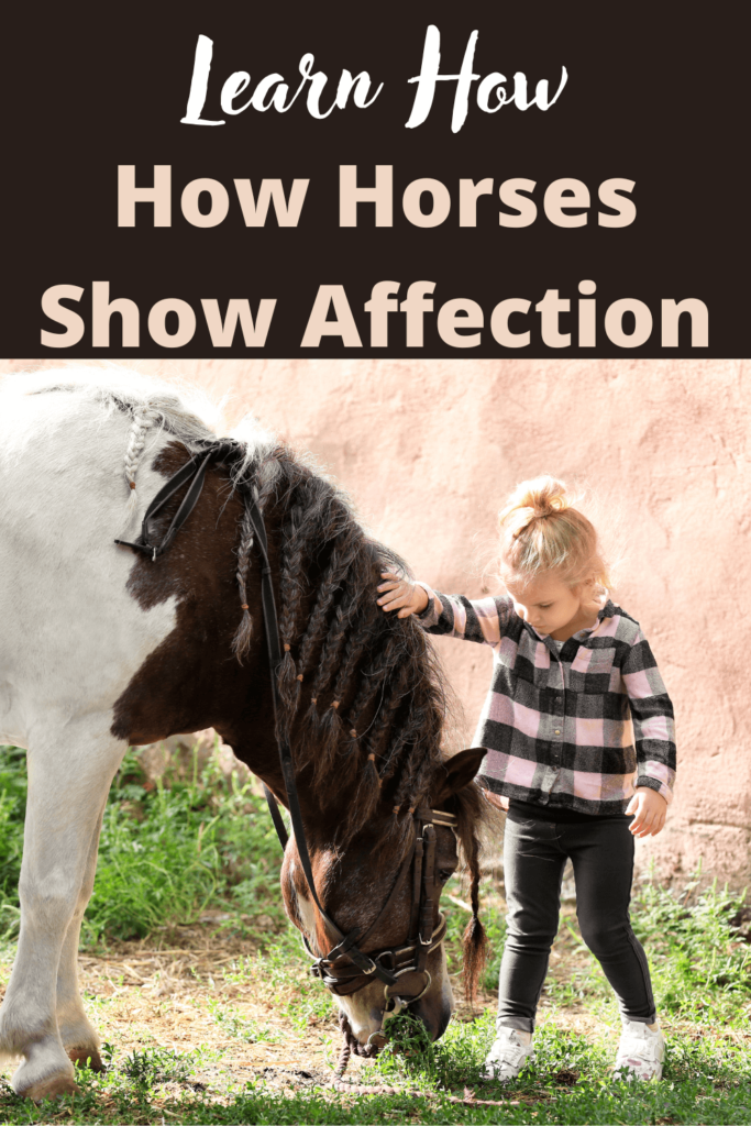 how horses show affection to humans