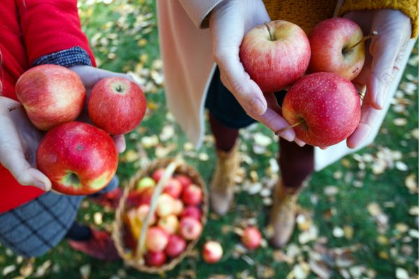 picking apples