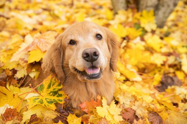 dog playing in leaves