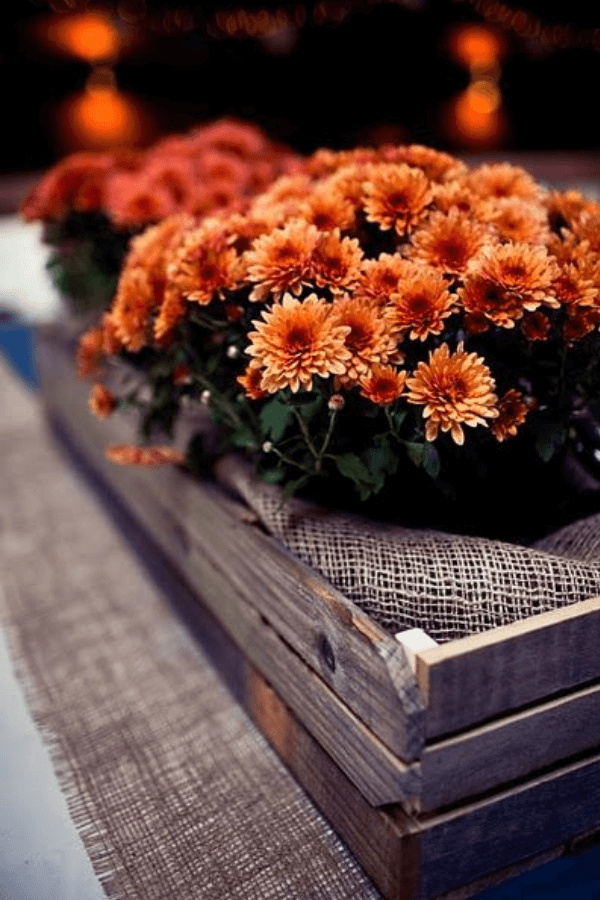 orange mums in crate