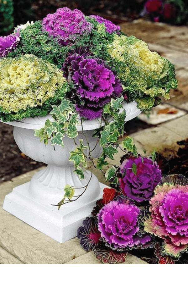 ornamental kale in a planter