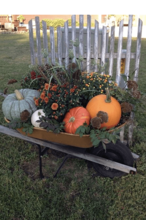 pumpkins and mums in wheelbarrow