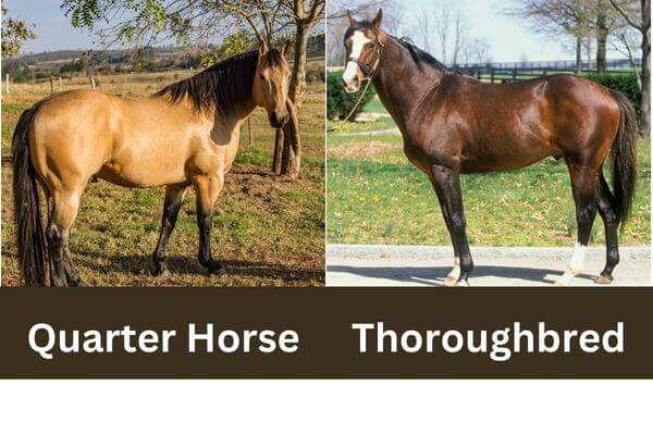 Quarter Horse vs Thoroughbred