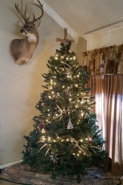 antlers on a tree