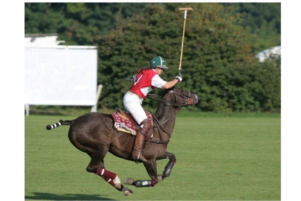 quarter horse vs thoroughbred a thoroughbred playing polo 