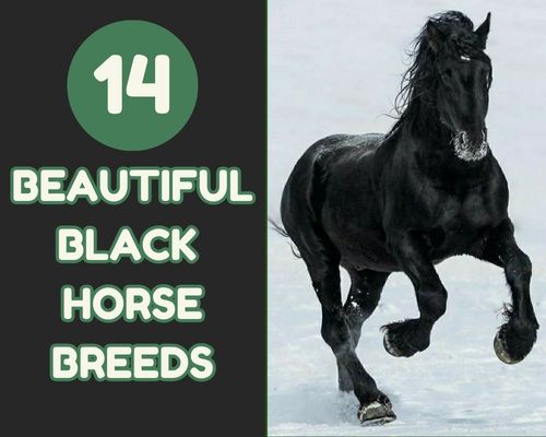 Black horse breeds