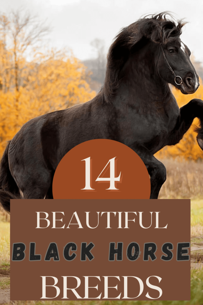 14 black horse breeds a Pinterest pin