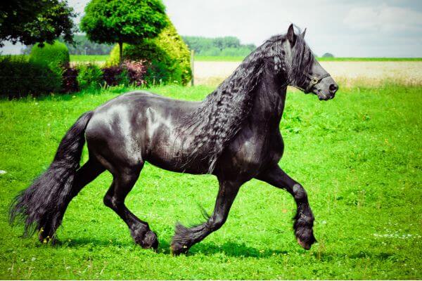 black horse breeds a Friesian horse