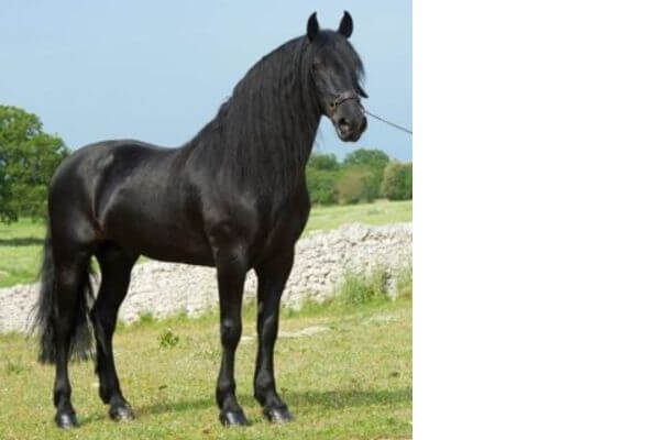 black horse mugese picture