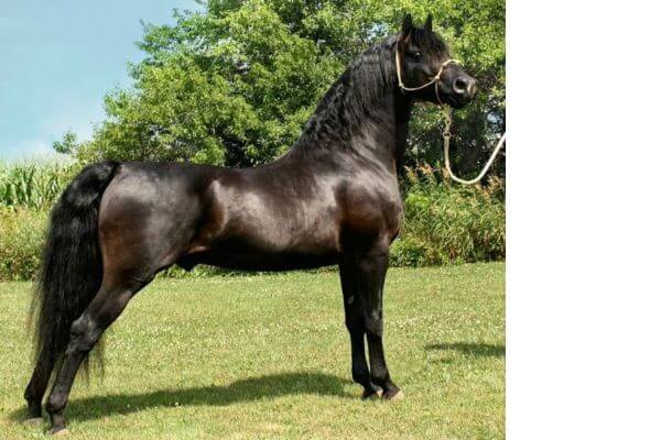 morgan horse