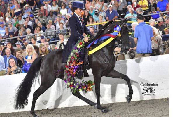 Tennessee Walking Horse