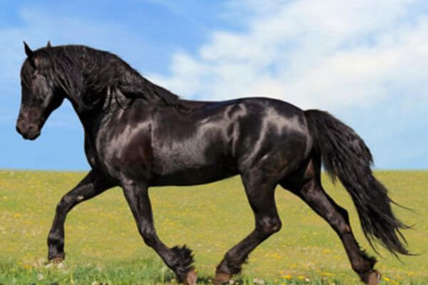 BLACK HORSE BREEDS CANADIAN HORSE