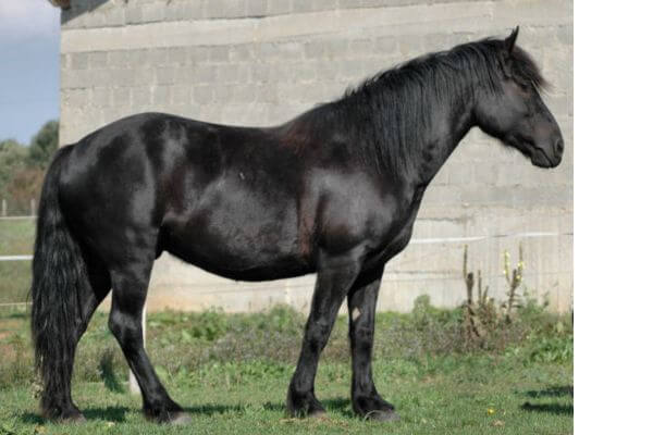 black horse breeds