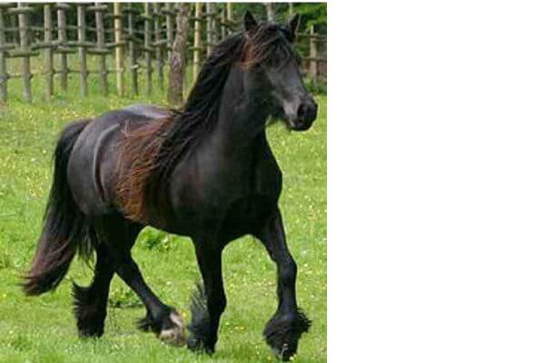 black fell pony 