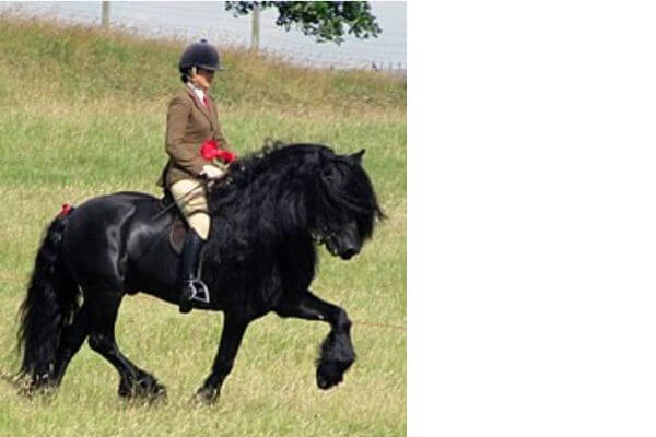 black Dales pony