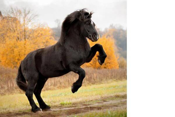 Percheron horse