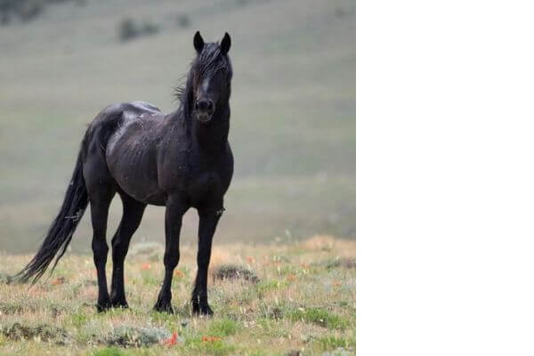 Black Mustang horse