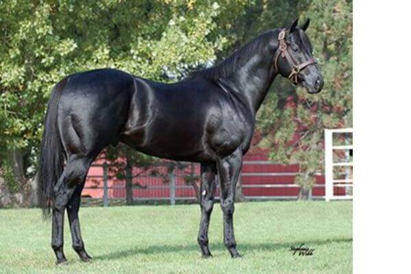 black quarter horse stallion