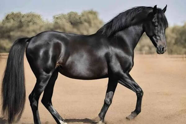 black horse breeds