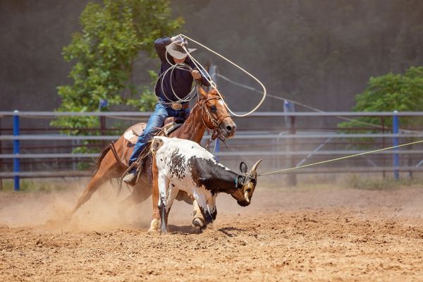 equestrian vs western
here is a western rider