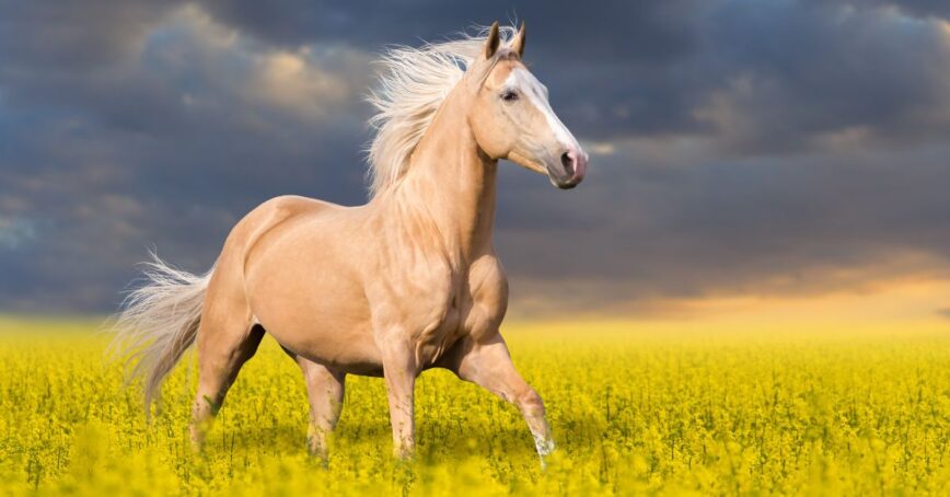 palomino horse running in a field