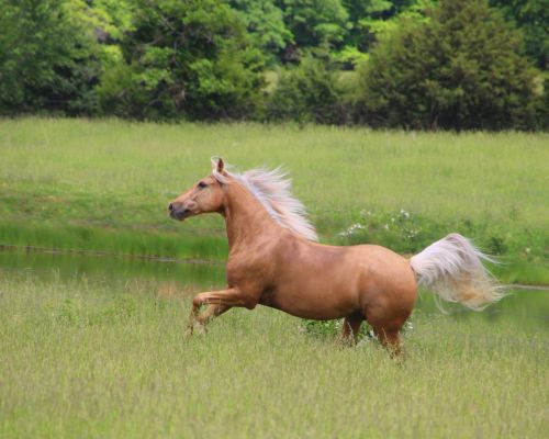 palomino horse running in grassy field