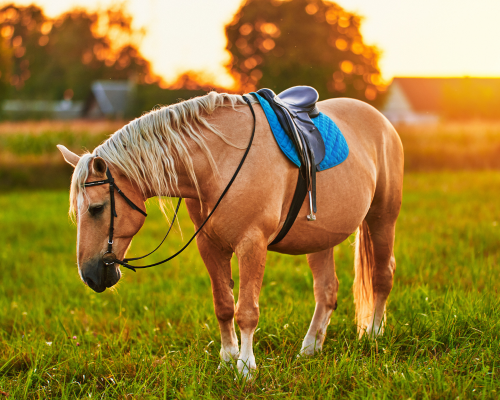 palomino horse with an English saddle 