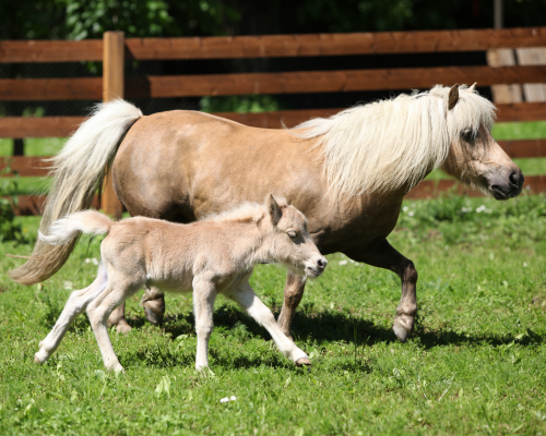 a palomino mare a nd foal