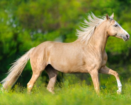 palomino horse trotting